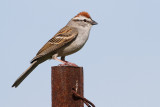 chipping sparrow 35