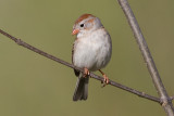 field sparrow 36