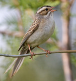 clay-coloured sparrow 8