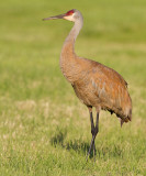 sandhill crane 267