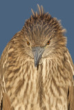 juvenile black-crowned night heron 395