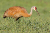 sandhill crane 293