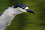 black-crowned night heron 232