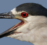 black-crowned night heron 234