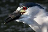 black-crowned night heron 237