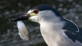 black-crowned night heron 240