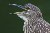 juvenile black-crowned night heron 402