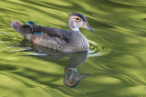 wood duck 52