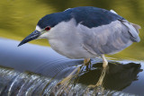 black-crowned night heron 243
