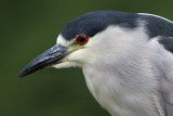 black-crowned night heron 247