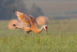 sandhill crane 296