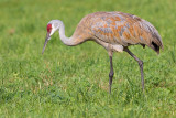 sandhill crane 315