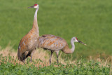 sandhill crane 318