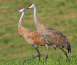 sandhill crane 319