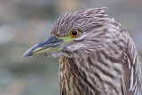 juvenile black-crowned night heron 408