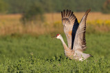 sandhill crane 323