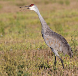 sandhill crane 246