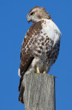 red-tailed hawk 349