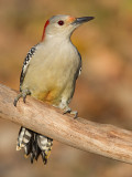 red-bellied woodpecker 264