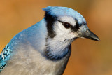 blue jay 203