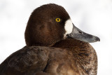 scaup 58