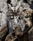 eastern screech owl 8