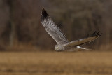 northern harrier