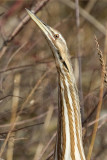 American bittern 10