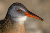 virginia rail 48