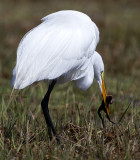 egret 37