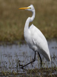 egret 43