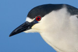 black-crowned night heron 250