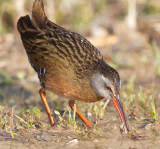 virginia rail 56