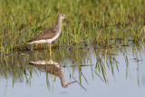 greater yellowlegs 4