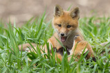 fox cub 125