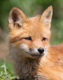 fox cub 146