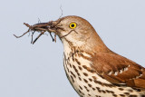 brown thrasher 2