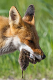 fox 15