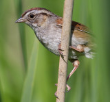 swamp sparrow 16