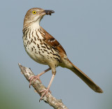 brown thrasher 11