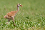 sandhill crane colt 105