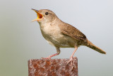 house wren 84