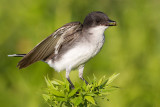 eastern kingbird 29