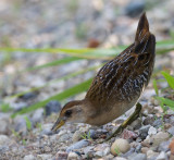juvenile sora