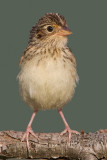 juvenile grasshopper sparrow 34
