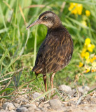 juvenile virginia rail 3