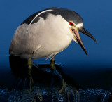 black-crowned night heron 254