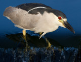 black-crowned night heron 255