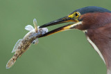 green heron 89