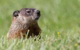 groundhog 4